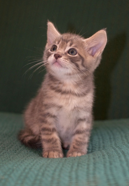 [picture of Ripple, a Domestic Short Hair gray tabby cat]