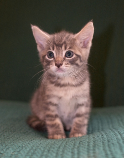 [picture of Ripple, a Domestic Short Hair gray tabby cat]