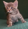 [picture of Ripple, a Domestic Short Hair gray tabby cat]