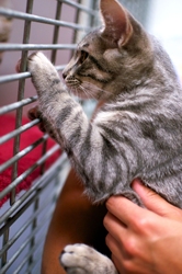 [picture of Ripple, a Domestic Short Hair gray tabby cat]