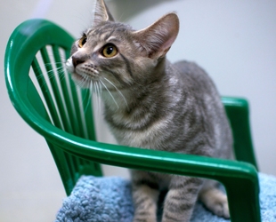 [picture of Ripple, a Domestic Short Hair gray tabby cat]