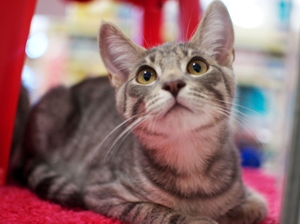 [picture of Ripple, a Domestic Short Hair gray tabby cat]