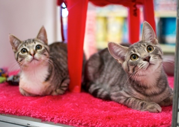 [picture of Ripple, a Domestic Short Hair gray tabby cat]