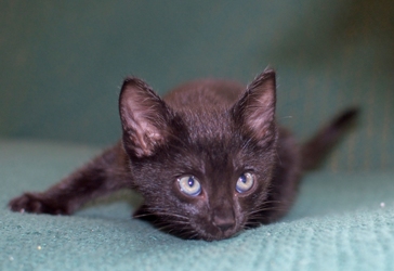 [picture of Blacky, a Domestic Short Hair black cat]