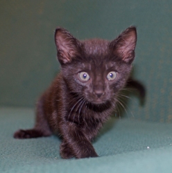 [picture of Blacky, a Domestic Short Hair black cat]