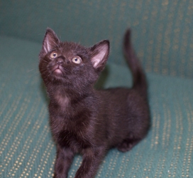 [picture of Blacky, a Domestic Short Hair black cat]