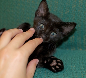 [picture of Blacky, a Domestic Short Hair black cat]