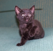 [picture of Blacky, a Domestic Short Hair black\ cat] 