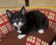 [another picture of Tux, a Domestic Short Hair black/white tuxedo\ cat] 