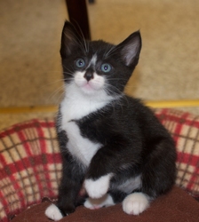 [picture of Tux, a Domestic Short Hair black/white tuxedo cat]