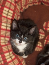 [picture of Tux, a Domestic Short Hair black/white tuxedo cat]