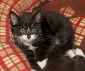 [picture of Tux, a Domestic Short Hair black/white tuxedo cat]