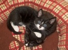 [picture of Tux, a Domestic Short Hair black/white tuxedo cat]