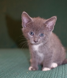 [another picture of White Socks, a Domestic Short Hair gray/white\ cat] 