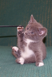 [picture of White Socks, a Domestic Short Hair gray/white cat]