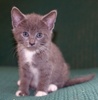 [picture of White Socks, a Domestic Short Hair gray/white cat]