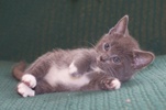 [picture of White Socks, a Domestic Short Hair gray/white cat]