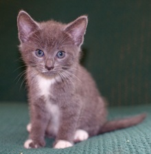 [picture of White Socks, a Domestic Short Hair gray/white\ cat] 