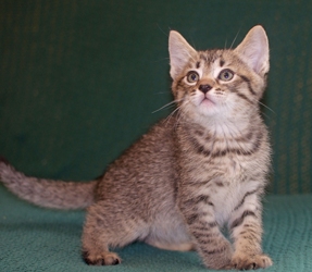 [picture of Spotty, a Domestic Short Hair tabby cat]