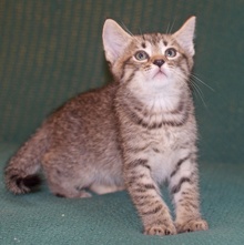 [picture of Spotty, a Domestic Short Hair tabby\ cat] 