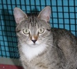 A picture of #NS04249: Nala a Domestic Short Hair tabby/white