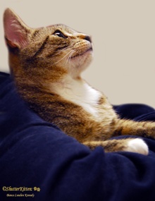 [another picture of Nala, a Domestic Short Hair tabby/white\ cat] 