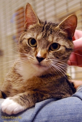 [picture of Nala, a Domestic Short Hair tabby/white cat]