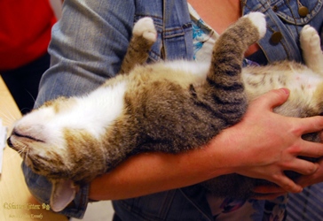 [picture of Nala, a Domestic Short Hair tabby/white cat]