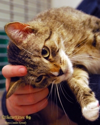 [picture of Nala, a Domestic Short Hair tabby/white cat]