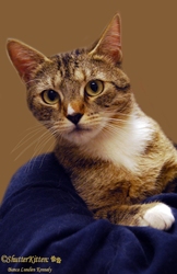[picture of Nala, a Domestic Short Hair tabby/white cat]