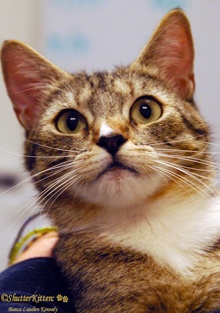 [picture of Nala, a Domestic Short Hair tabby/white\ cat] 