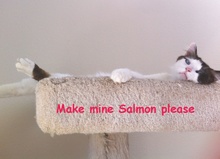 [another picture of Flanders, a Ragdoll-x sealpoint\ cat] 