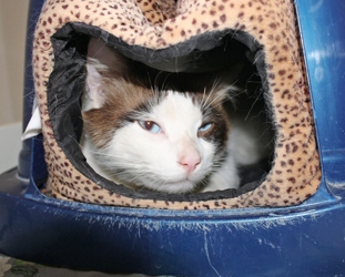 [picture of Flanders, a Ragdoll-x sealpoint cat]