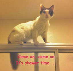 [picture of Flanders, a Ragdoll-x sealpoint cat]