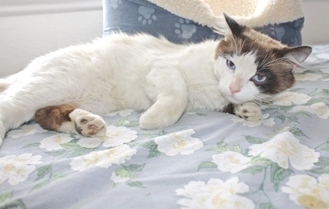 [picture of Flanders, a Ragdoll-x sealpoint cat]