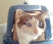 [picture of Flanders, a Ragdoll-x sealpoint\ cat] 
