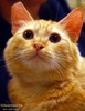 A picture of #NS04254: Butterscotch a Domestic Medium Hair buff
