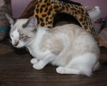 [another picture of Simaya, a Siamese/Domestic Short Hair-x lynxpoint\ cat] 