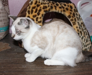 [picture of Simaya, a Siamese/Domestic Short Hair-x lynxpoint cat]