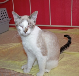 [picture of Simaya, a Siamese/Domestic Short Hair-x lynxpoint cat]