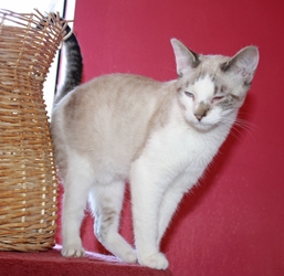 [picture of Simaya, a Siamese/Domestic Short Hair-x lynxpoint cat]