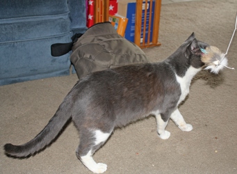 [picture of Jinglebell, a Domestic Short Hair tabby/white cat]