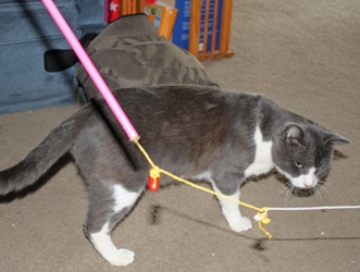 [picture of Jinglebell, a Domestic Short Hair tabby/white cat]