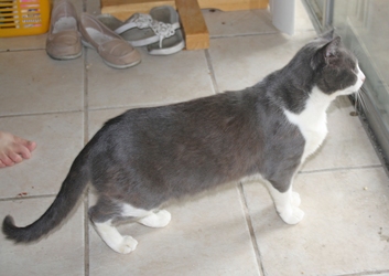 [picture of Jinglebell, a Domestic Short Hair tabby/white cat]