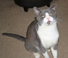 [picture of Jinglebell, a Domestic Short Hair tabby/white\ cat] 