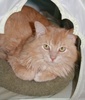 A picture of #NS04259: Leonardo a Domestic Long Hair buff