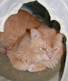 [another picture of Leonardo, a Domestic Long Hair buff\ cat] 