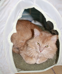 [picture of Leonardo, a Domestic Long Hair buff cat]