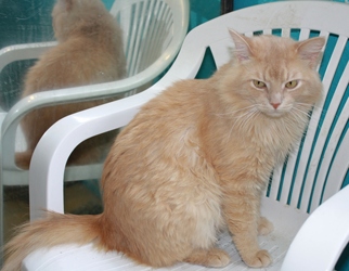 [picture of Leonardo, a Domestic Long Hair buff cat]