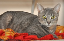 [another picture of Giselle, a Domestic Short Hair gray tabby\ cat] 